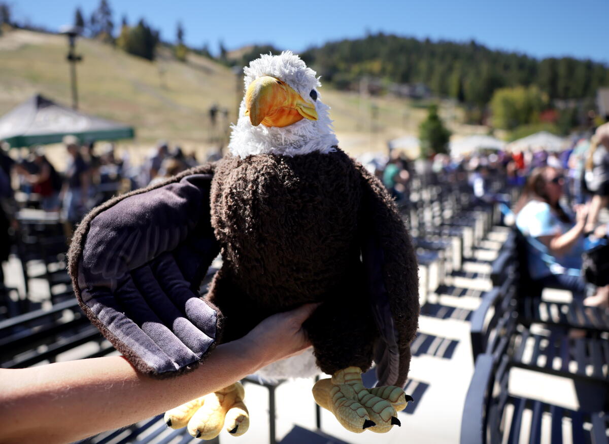 A bald eagle glumly participated in a memorial event called 