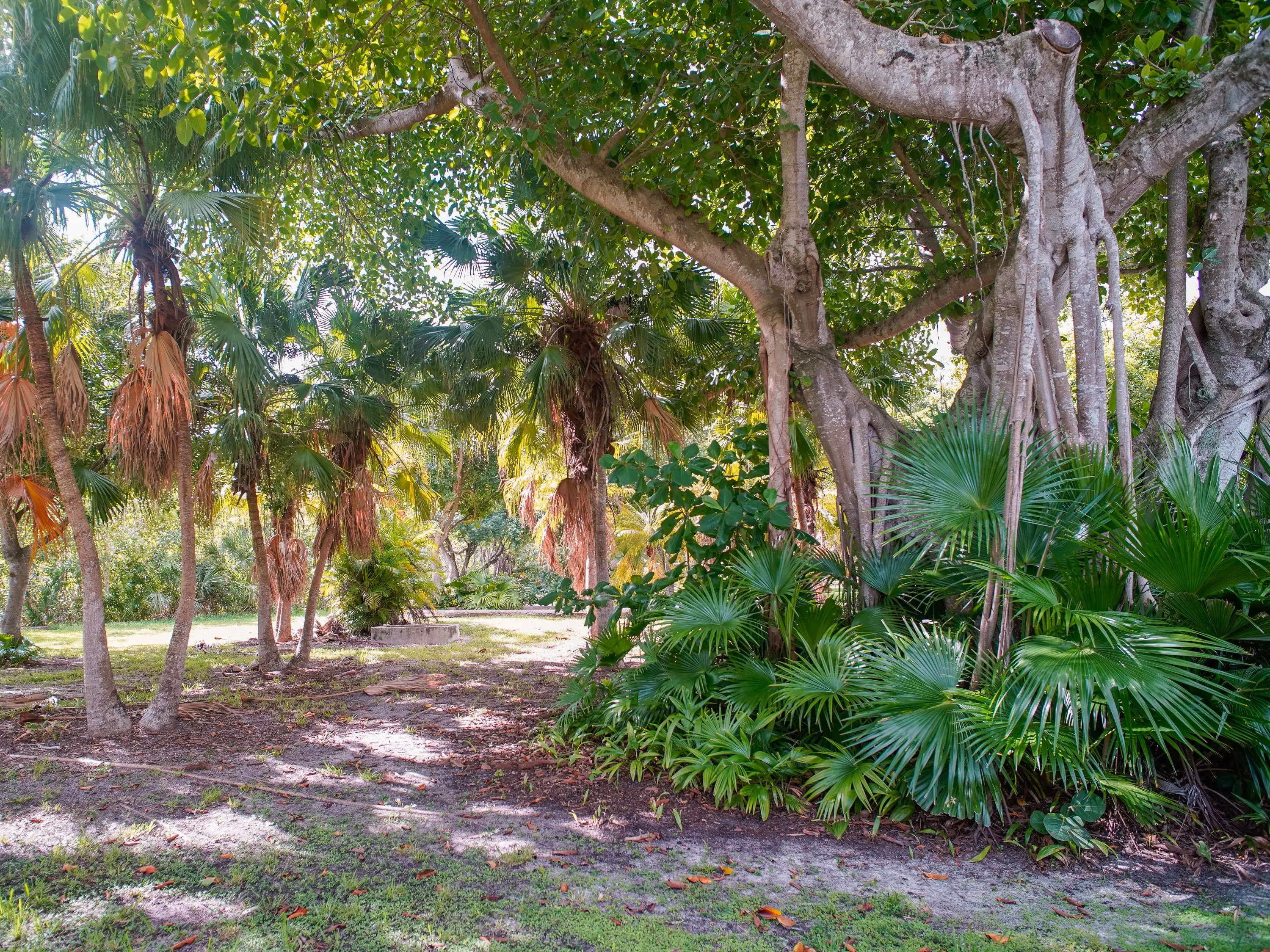 trees in the ruins of the zoo