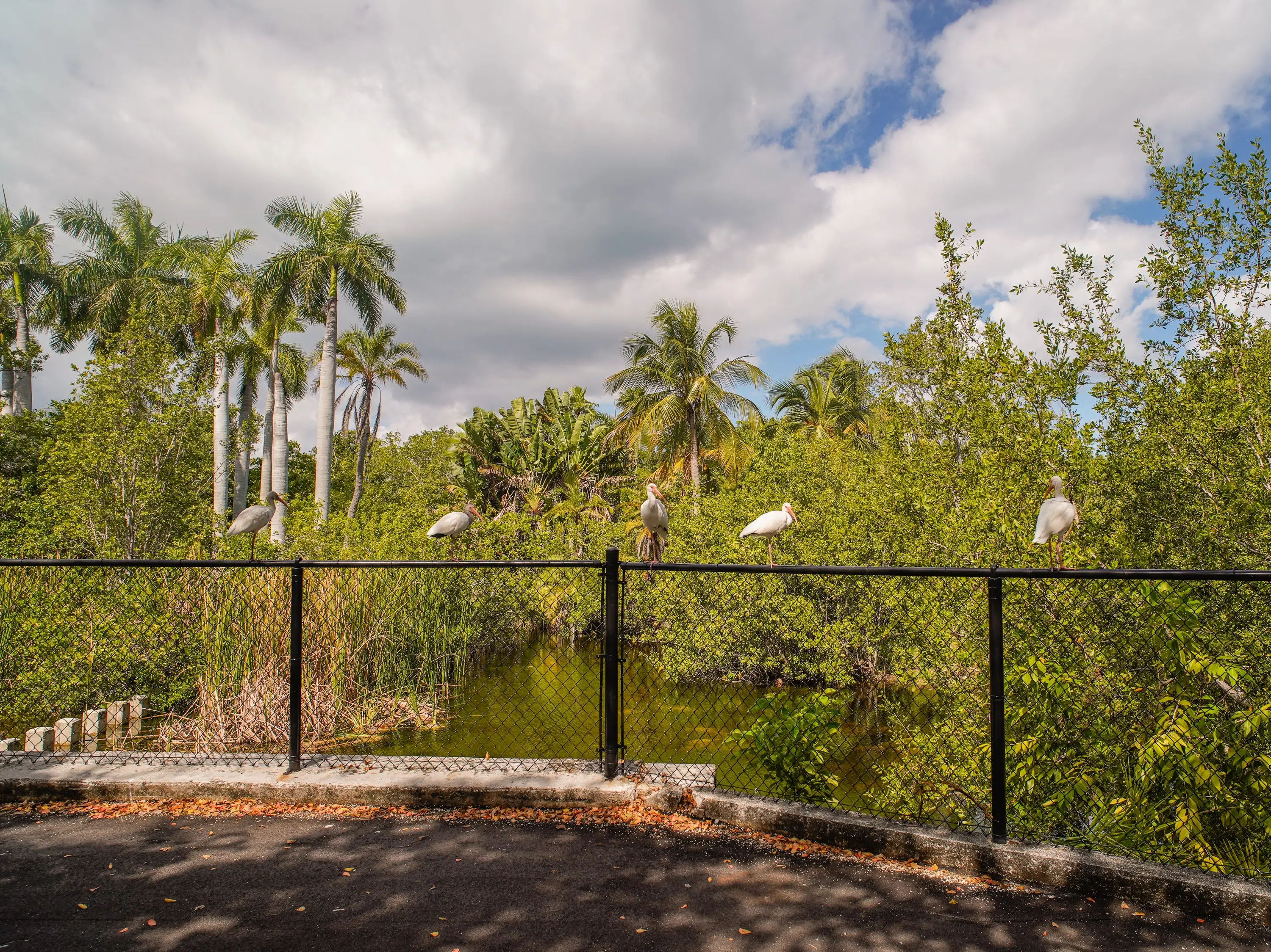 Birds on the fence in the ruins of the zoo