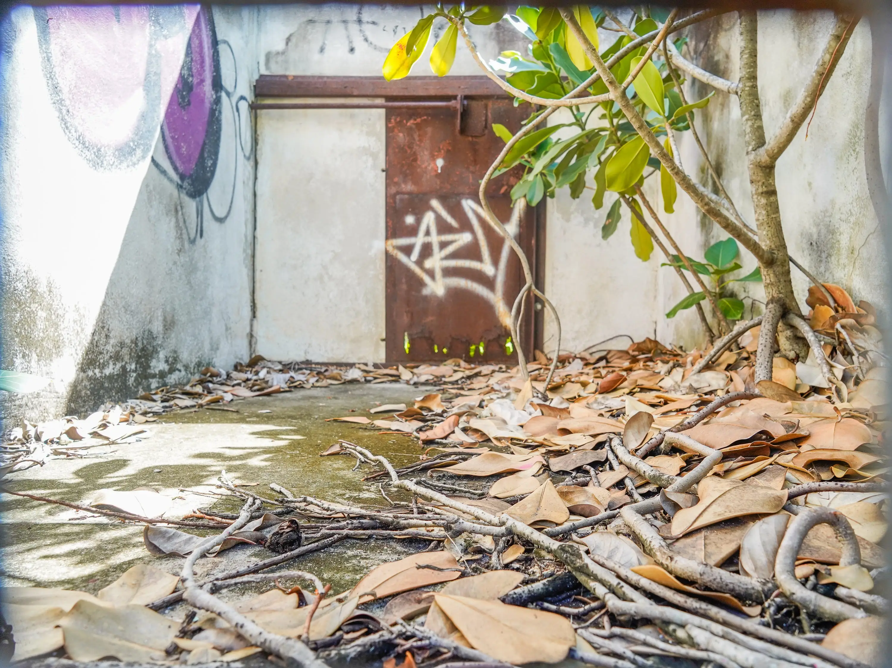 Inside a cage in an abandoned zoo