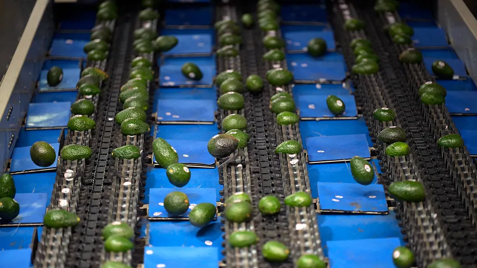 Avocados on the production line are seen in the packing plant
