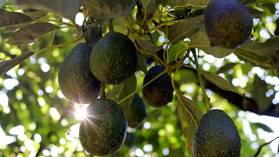 Avocados on trees are seen in the farm in the municipality