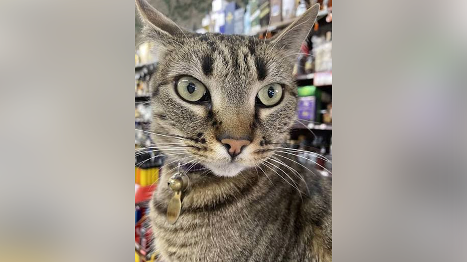KitKat, a tabby cat wearing a collar with bells, is pictured inside the shop