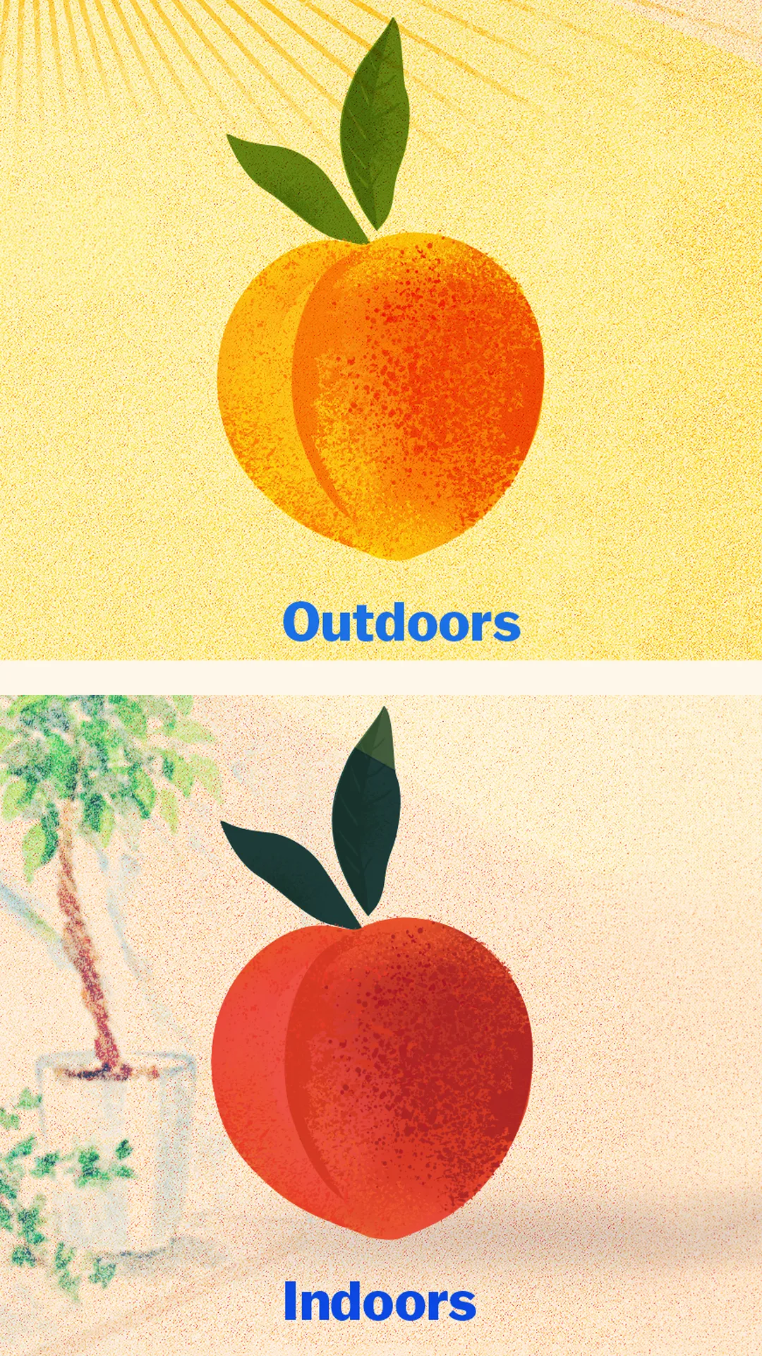 Peach illustration in outdoor lighting and indoor lighting